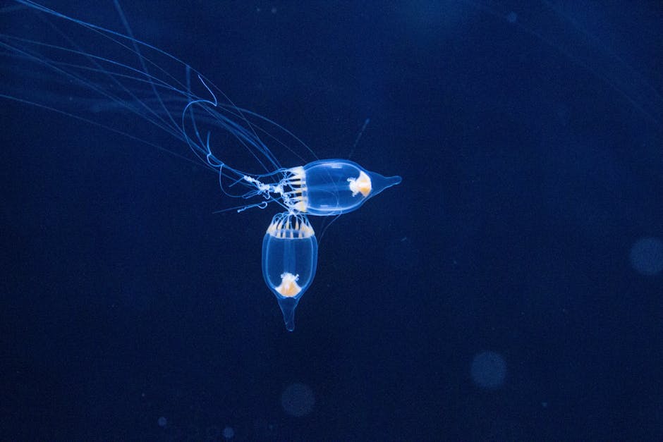 At Kyoto University's Seto Marine Biological Laboratory on the Shirahama coast, biologist Shin Kubota has watched the same Turritopsis dohrnii jellyfish die and un-die so many times in his tank that he has started writing karaoke songs about an animal that, for all practical purposes, just refuses to stay dead.