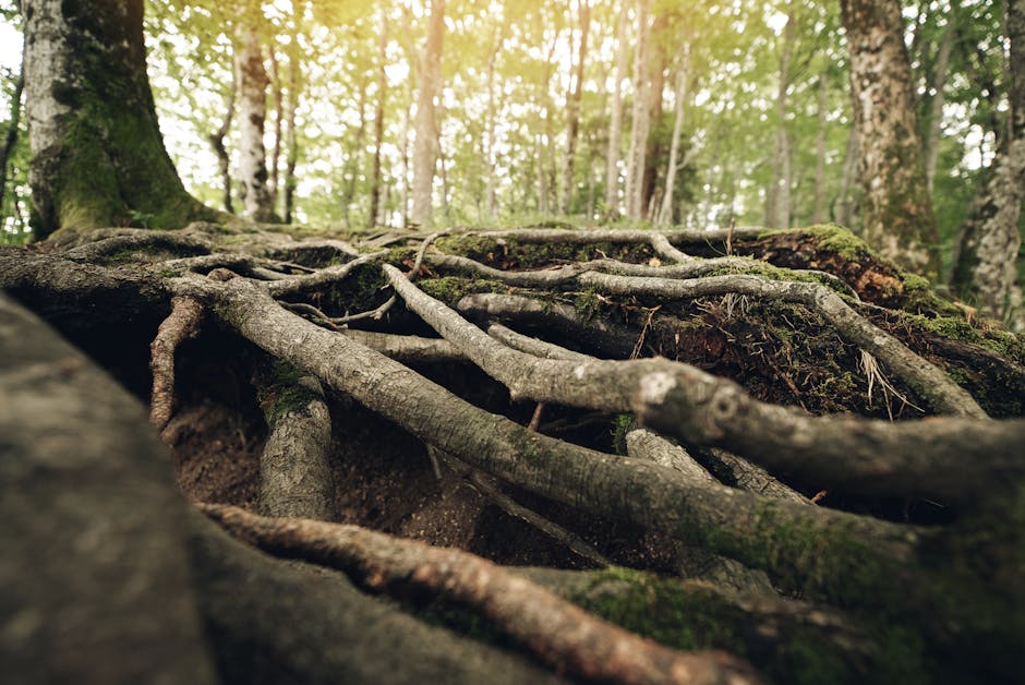 Suzanne Simard sealed paper birch and Douglas fir seedlings inside plastic bags, fed them carbon-14 and carbon-13 dioxide, and nine days later found carbon had crossed between species through fungal threads in the British Columbia soil beneath her boots