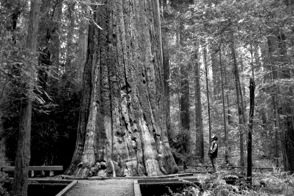 In August 2006, naturalists Chris Atkins and Michael Taylor waded into a remote grove in Redwood National Park and pointed a laser rangefinder at a tree that turned out to be 380 feet tall, and the National Park Service has refused to disclose its location ever since, fearing the foot traffic alone would kill it.