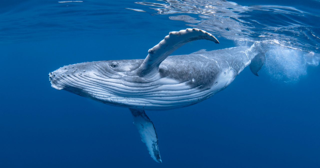 For decades, marine biologists have tracked a lone whale in the North Pacific known as "52 Blue" because it calls at a frequency of 52 hertz — far higher than the great baleen whales it swims among — meaning that for a lifetime it has been calling out into the ocean in a voice that, as far as anyone can tell, no other whale has ever answered