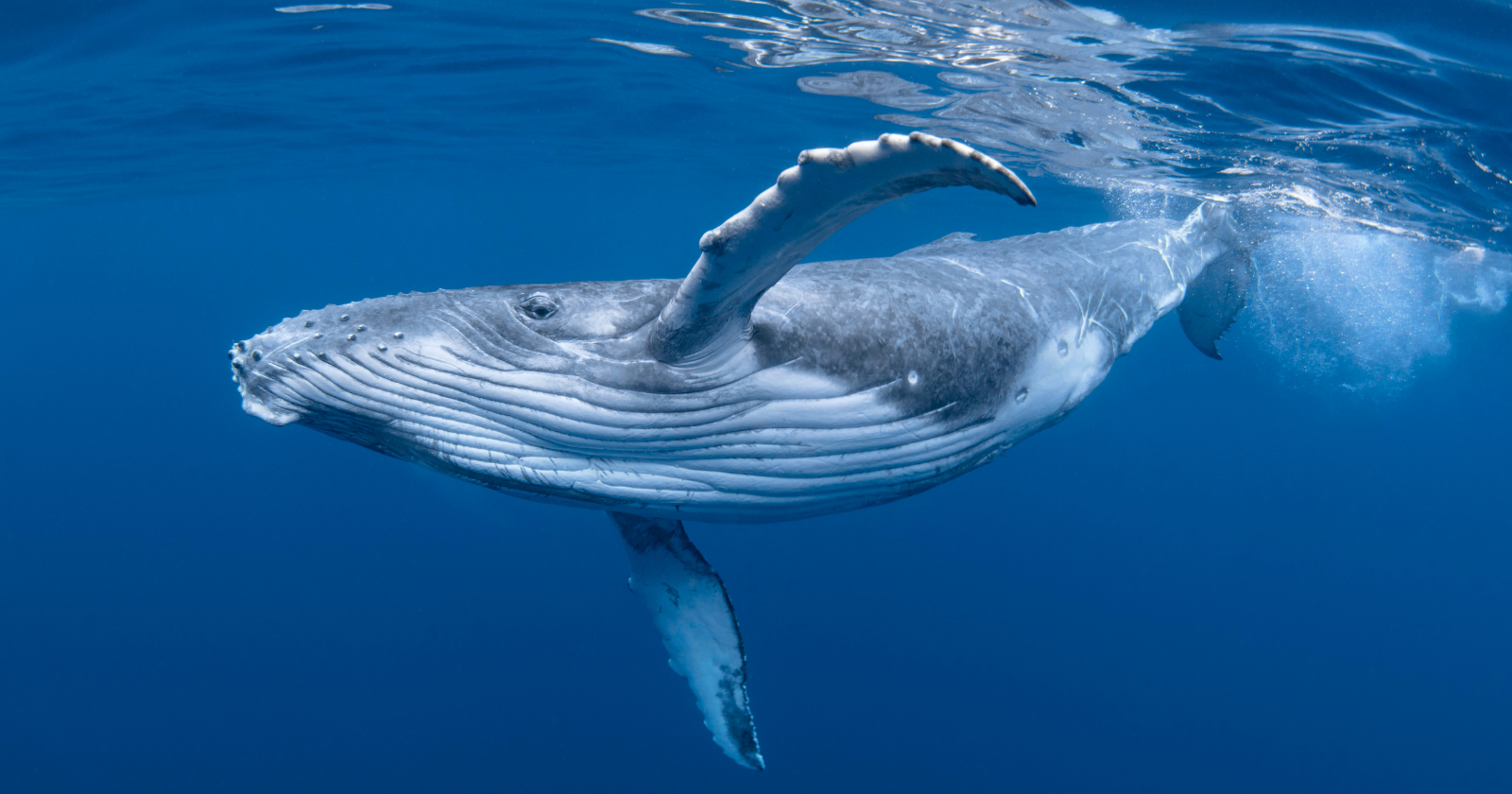 For decades, marine biologists have tracked a lone whale in the North Pacific known as “52 Blue” because it calls at a frequency of 52 hertz — far higher than the great baleen whales it swims among — meaning that for a lifetime it has been calling out into the ocean in a voice that, as far as anyone can tell, no other whale has ever answered Featured Image