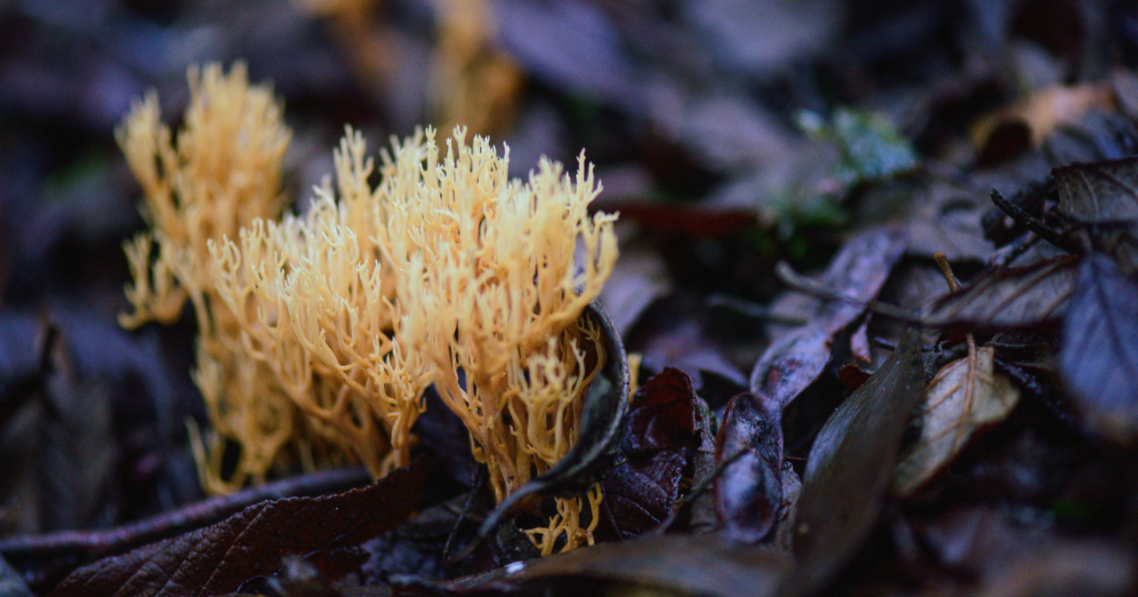Mycorrhizal fungi colonised plant roots roughly 450 million years ago and biologists now suspect plants could never have moved out of the oceans onto bare rock without them, meaning every forest on Earth — including the redwoods, the Amazon, and the boreal belt — is still running on a partnership older than trees themselves