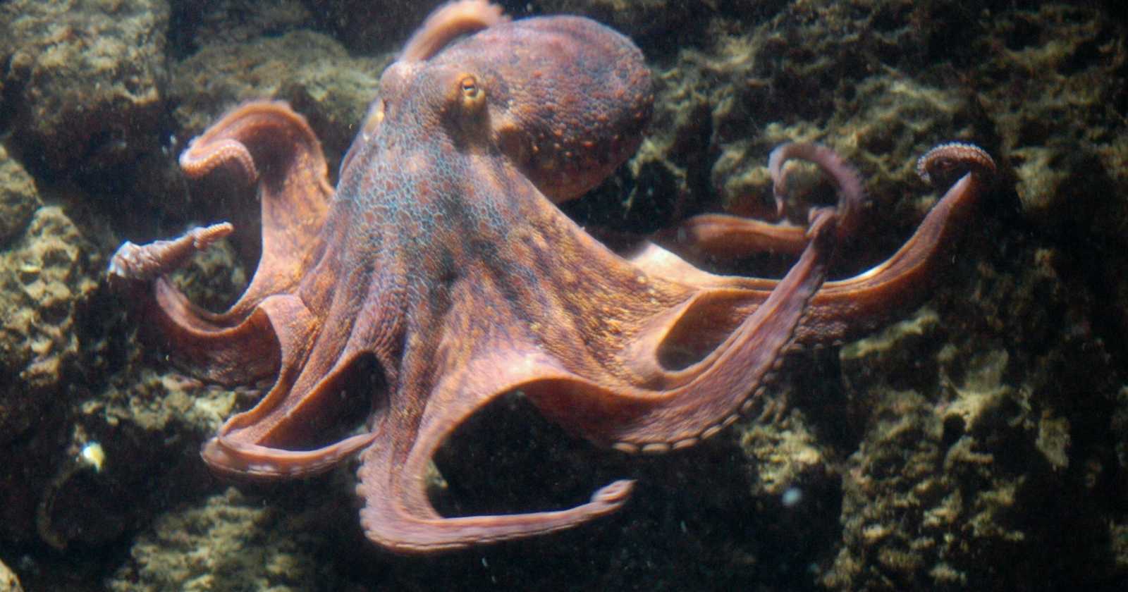 octopus-1