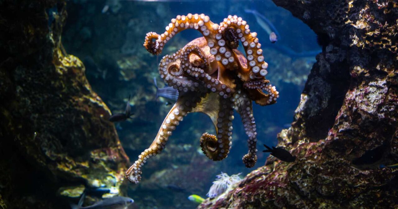 Octopuses possess roughly 500 million neurons distributed across their body, with two-thirds located in their arms rather than their central brain, meaning each arm can taste, problem-solve, and react to stimuli independently of whatever the octopus is otherwise paying attention to.