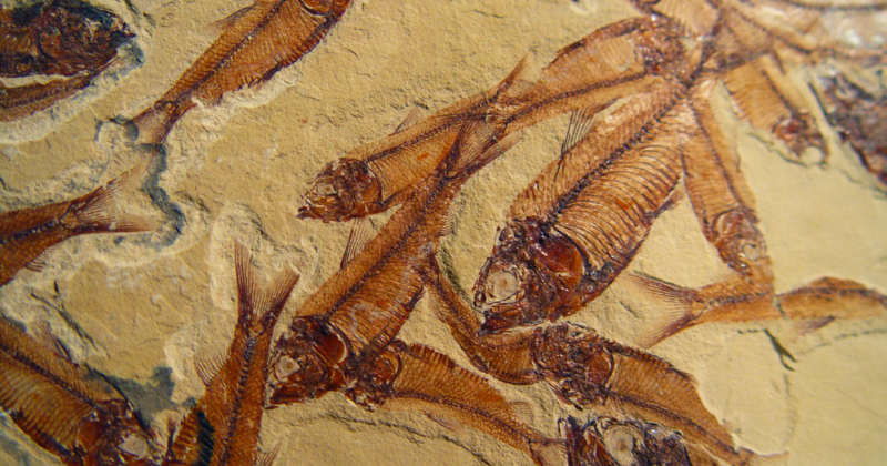 When seismic waves from the Chicxulub impact reached what is now North Dakota roughly ten minutes after the asteroid struck, they appear to have triggered a ten-metre standing wave in an inland river that flung fish onto the bank and buried them under glass beads still falling from the sky. thumbnail