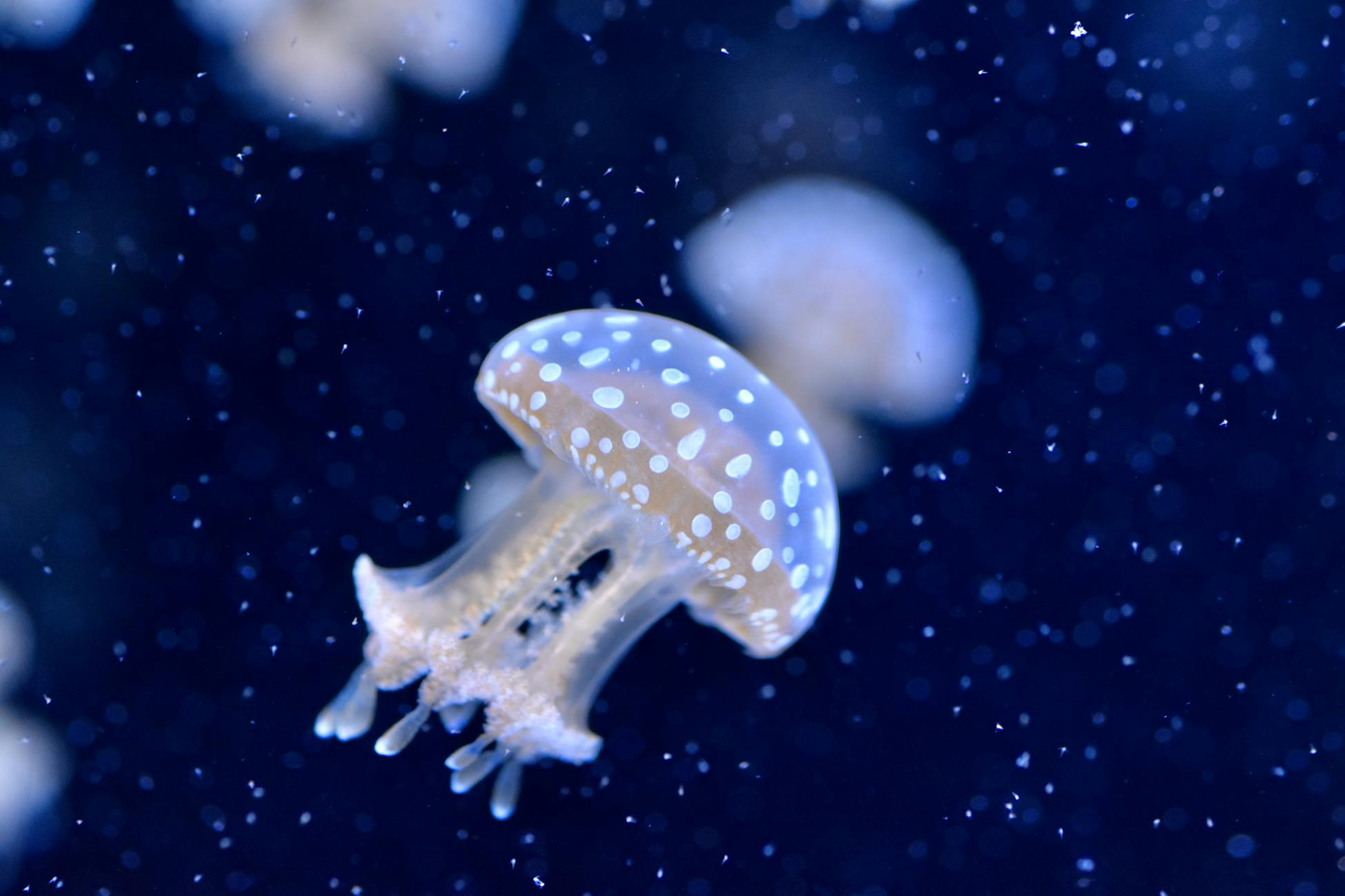 A stunning close-up of a spotted jellyfish, highlighting its translucent body and delicate spots, captured underwater.
