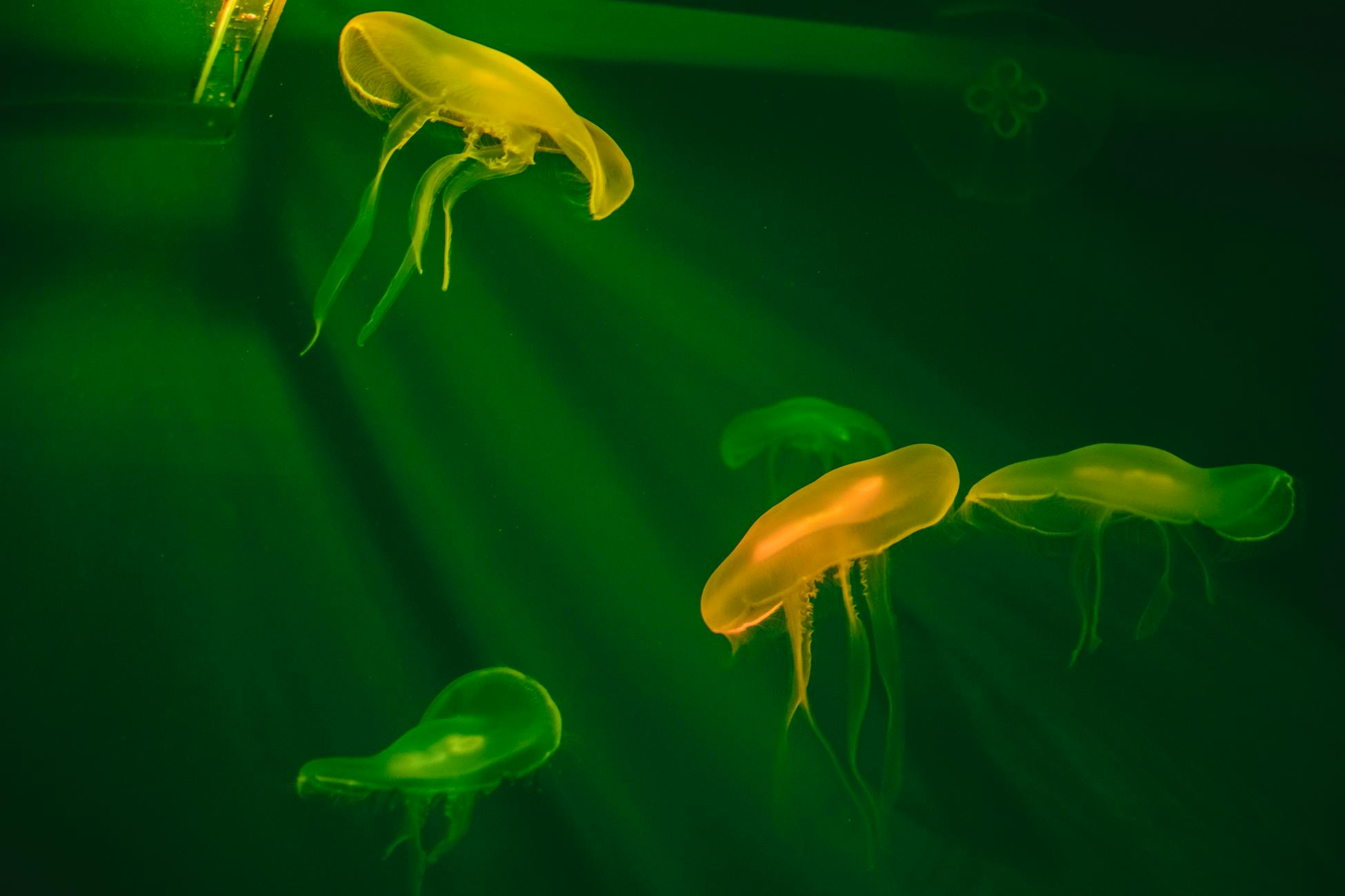 Close-up of glowing jellyfish swimming gracefully in deep green ocean waters.