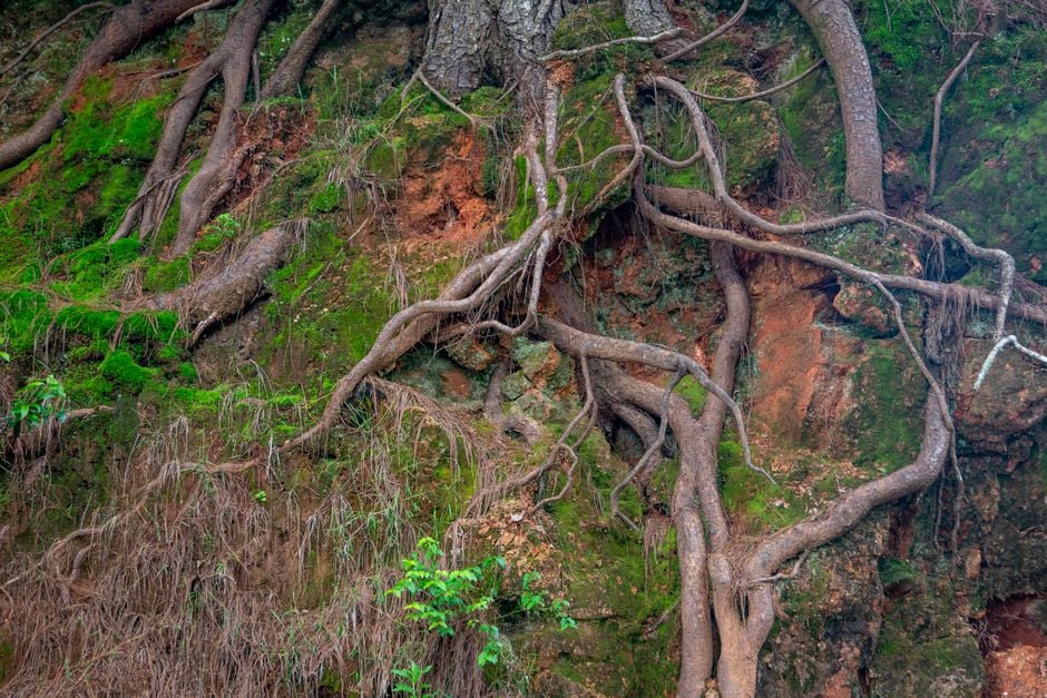 Intricate network of tree roots and moss on a forest hillside, showcasing nature's resilience.
