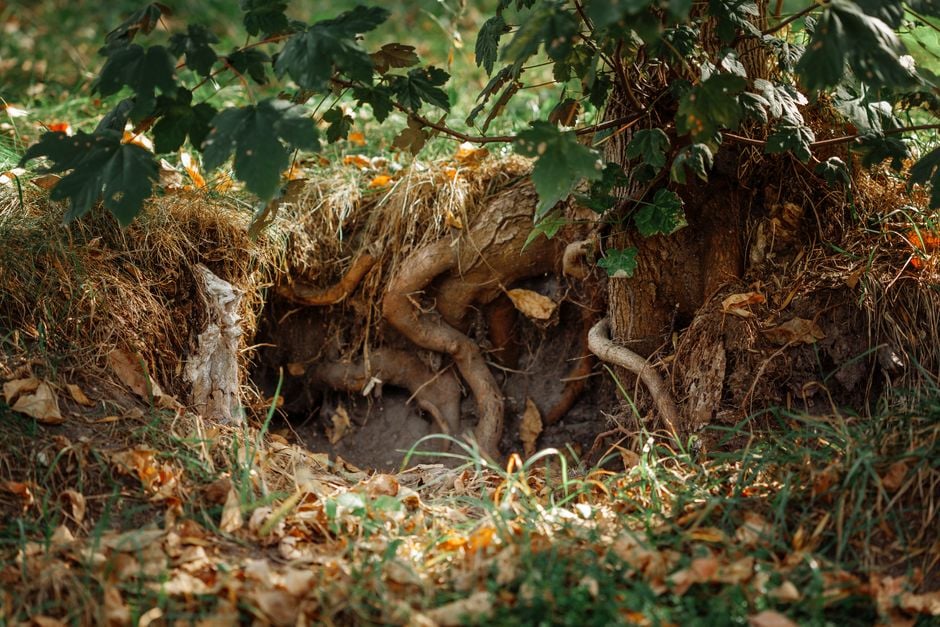 A detailed view of tree roots surrounded by grass and leaves, showcasing natural beauty. A detailed view of tree roots surrounded by grass and leaves, showcasing natural beauty.