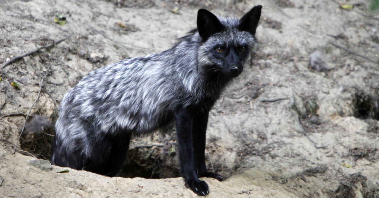 In 1959, a Soviet research team in Novosibirsk began breeding silver foxes for nothing but tameness, and within forty generations the animals had floppy ears, curled tails, piebald coats, and a bark, traits no one had selected for but which appeared on their own once fear was removed.