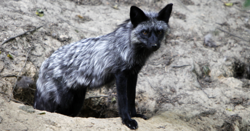 In 1959, a Soviet research team in Novosibirsk began breeding silver foxes for nothing but tameness, and within forty generations the animals had floppy ears, curled tails, piebald coats, and a bark, traits no one had selected for but which appeared on their own once fear was removed. 162 In 1959, a Soviet research team in Novosibirsk began breeding silver foxes for nothing but tameness, and within forty generations the animals had floppy ears, curled tails, piebald coats, and a bark, traits no one had selected for but which appeared on their own once fear was removed. thumbnail