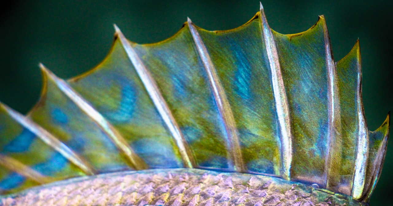 Ray-finned fishes evolved bioluminescence at least 27 chemistry and others by housing luminous bacteria, a repeated evolutionary experiment spread across deep-sea, inshore and reef lineages using different molecular machinery to make visible light