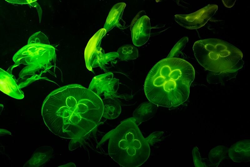 Deep-sea creatures evolved to glow at least 27 separate times &mdash; bioluminescence appeared independently across fish, squid, jellyfish and bacteria, making light in the dark one of evolution's most repeated inventions