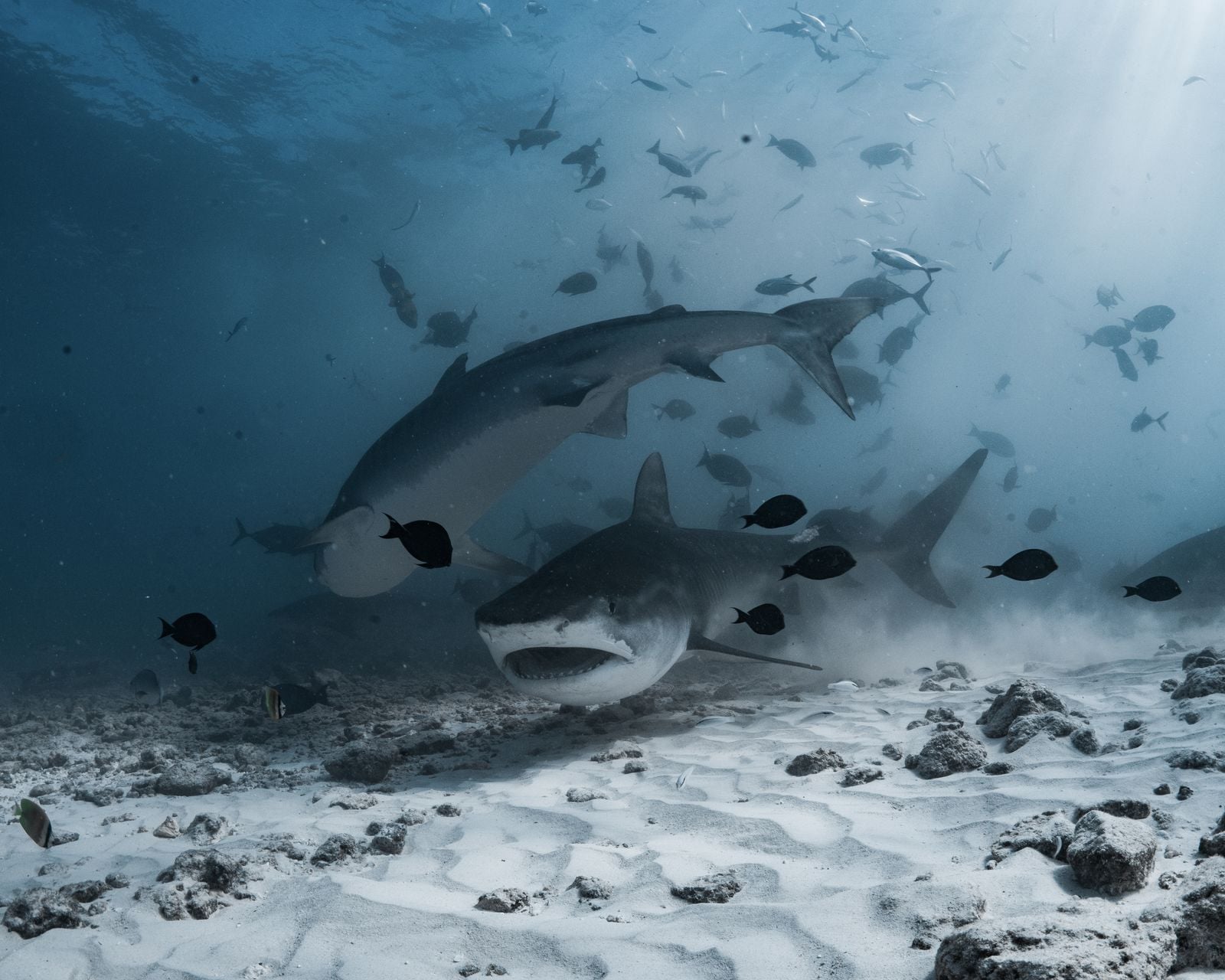 A Greenland shark caught in 2016 was carbon-dated to roughly 400 years old, meaning it was already swimming the Arctic when Shakespeare was writing Hamlet — and biologists still can't explain how its cells resist ageing