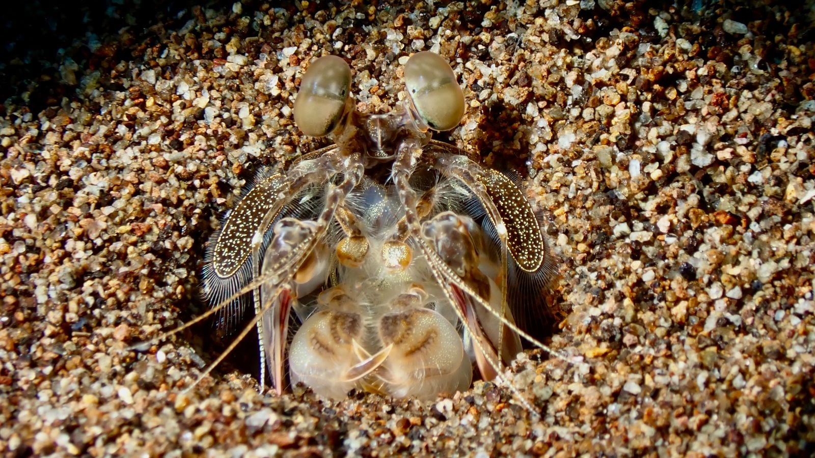 The retina of the mantis shrimp carries 16 types of colour receptor to the human eye's three — and yet experiments suggest it sees colour worse than we do, using the extra channels for speed instead of subtlety