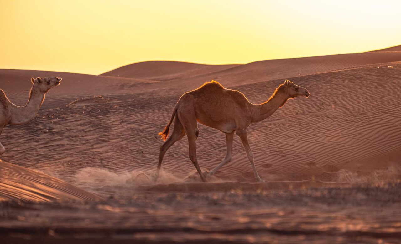 Every year about 27.7 million tonnes of Saharan dust cross the Atlantic on the trade winds, and NASA's CALIPSO satellite has traced it fertilising the Amazon with roughly the same quantity of phosphorus the rainforest loses to rivers